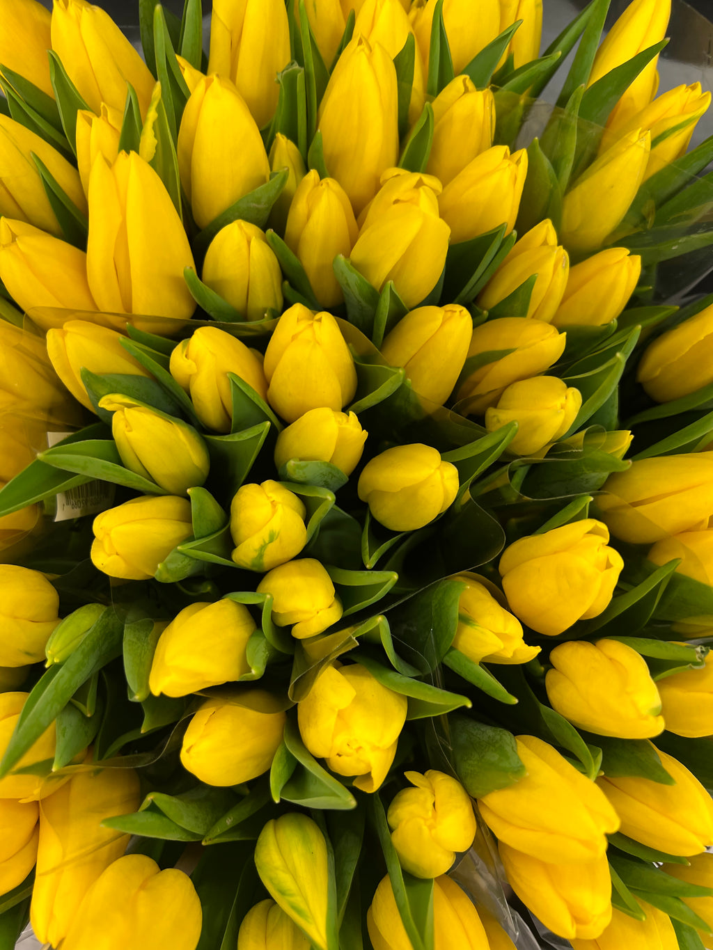 Fresh Tulips Bouquet