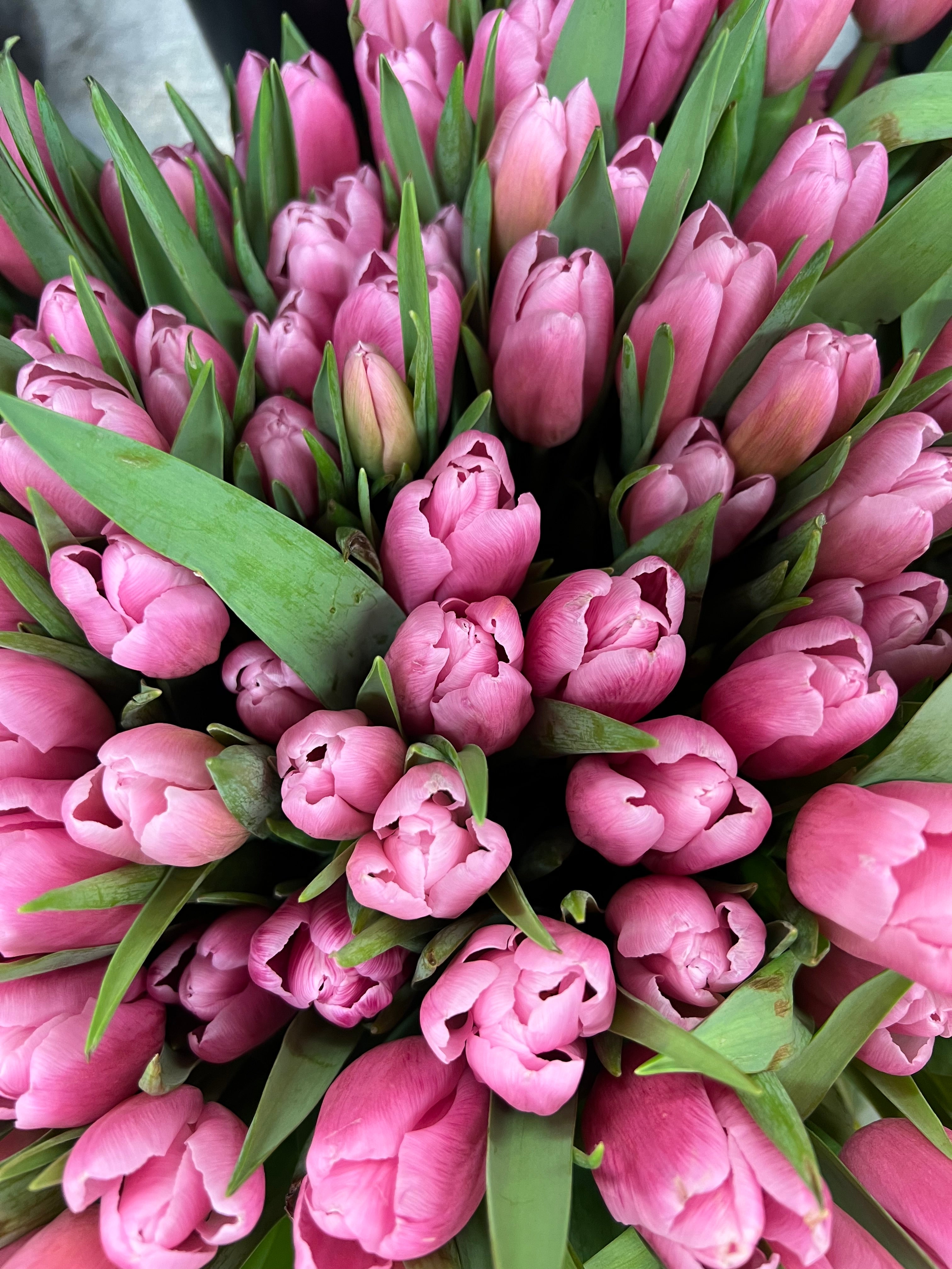 Fresh Tulips Bouquet